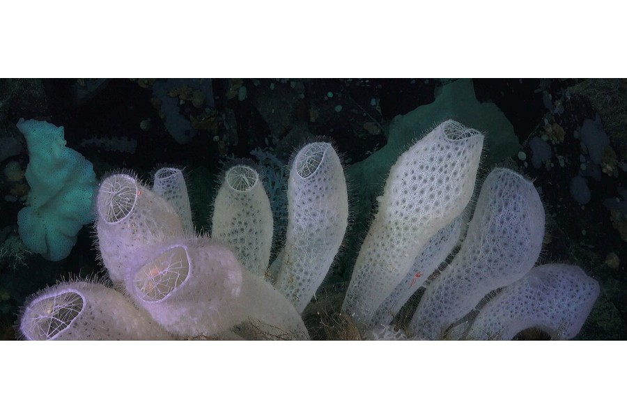 Emilija Škarnulytė, Aphotic Zone, 2022, Videostill