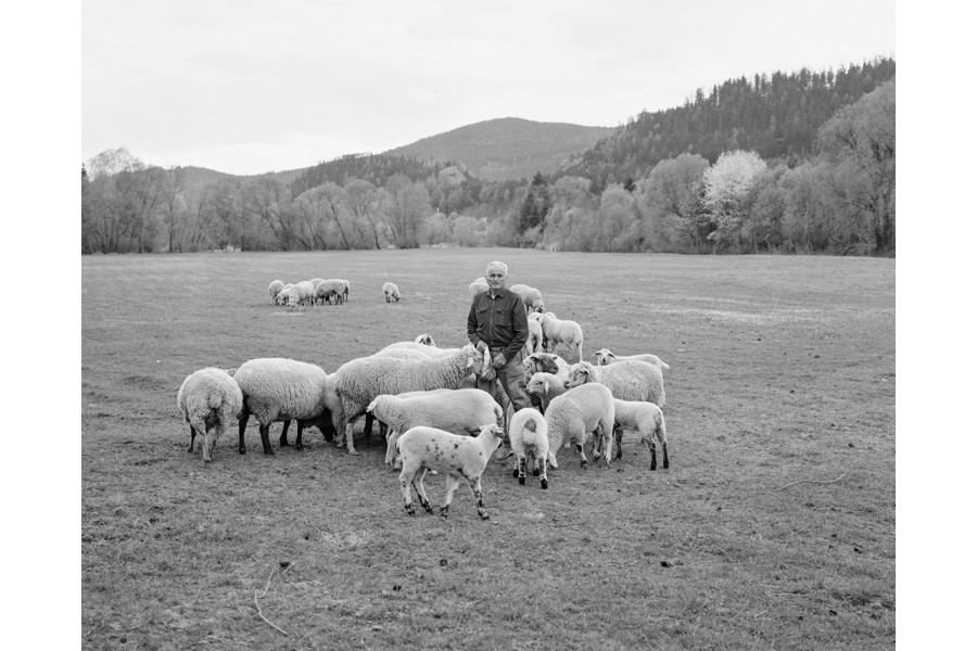 Foto: Elias Holzknecht Ein Mann in einer Schafherde