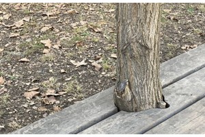 The Prize Bag: Double Lives of Architecture