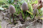 Pilze im Hochschwab-Gebiet – Aflenzer Bürgeralm